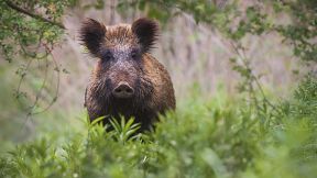 Kreis Paderborn trifft Vorsorgemaßnahmen zur Afrikanischen Schweinepest 